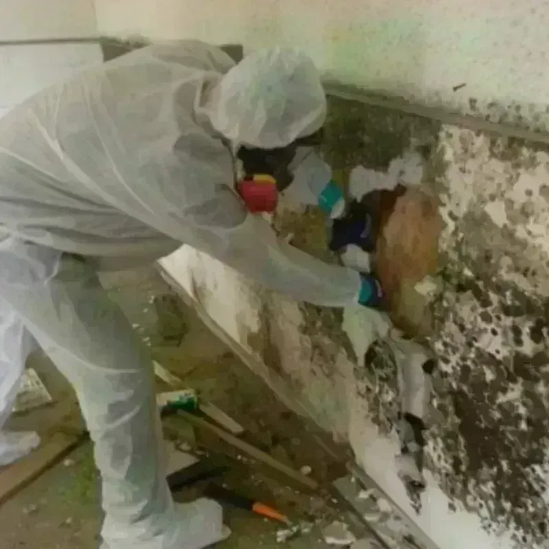 Mold Remediation and Removal in Tigerville, SC